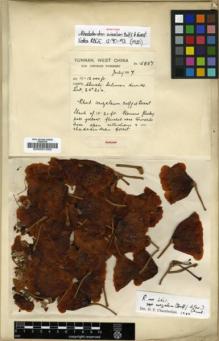 Type specimen at Edinburgh (E). Forrest, George: 15857. Barcode: E00001352.