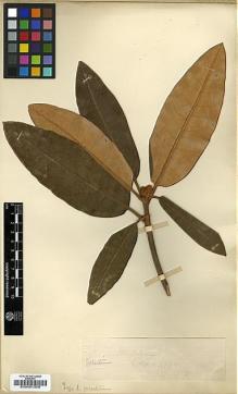 Type specimen at Edinburgh (E). Wilson, Ernest: 4254. Barcode: E00001356.