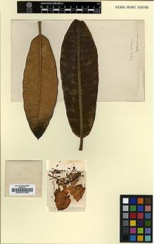 Type specimen at Edinburgh (E). Wilson, Ernest: 4254. Barcode: E00001358.