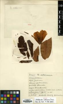 Type specimen at Edinburgh (E). Farges, Paul: . Barcode: E00001359.