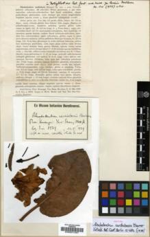 Type specimen at Edinburgh (E). Sin, S.S.: 8979. Barcode: E00001367.