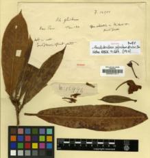 Type specimen at Edinburgh (E). Forrest, George: 12901. Barcode: E00001371.