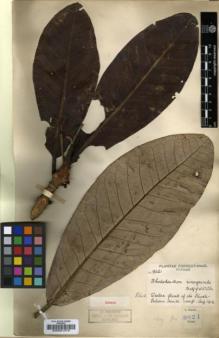 Type specimen at Edinburgh (E). Forrest, George: 9021. Barcode: E00001379.