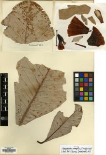 Type specimen at Edinburgh (E). Kingdon-Ward, Francis: 9200. Barcode: E00001388.