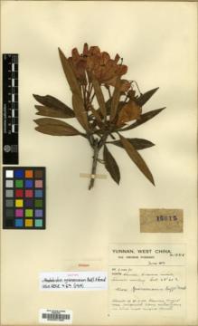 Type specimen at Edinburgh (E). Forrest, George: 15815. Barcode: E00001390.