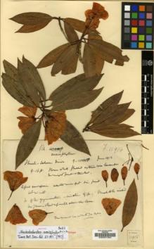 Type specimen at Edinburgh (E). Forrest, George: 11918. Barcode: E00001394.