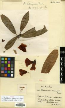 Type specimen at Edinburgh (E). Soulié, Jean: 1000. Barcode: E00001400.