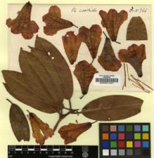 Type specimen at Edinburgh (E). Forrest, George: 15766. Barcode: E00001401.