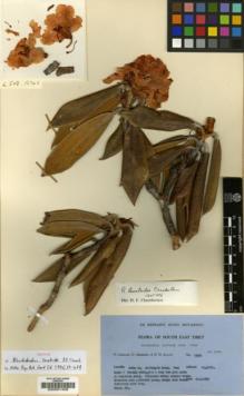 Type specimen at Edinburgh (E). Ludlow, Frank; Sherriff, George; Elliot, H.: 13746. Barcode: E00001408.
