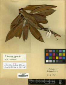 Type specimen at Edinburgh (E). Ludlow, Frank; Sherriff, George; Elliot, H.: 13746. Barcode: E00001409.