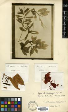 Type specimen at Edinburgh (E). Wilson, Ernest: 3425. Barcode: E00001411.