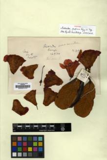 Type specimen at Edinburgh (E). Forrest, George: 21713. Barcode: E00001415.