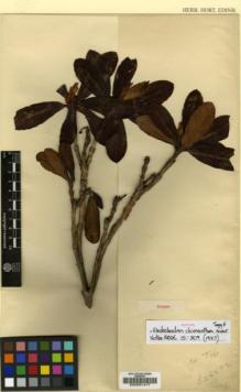 Type specimen at Edinburgh (E). Forrest, George: 25592. Barcode: E00001417.