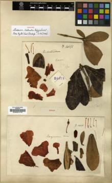 Type specimen at Edinburgh (E). Forrest, George: 16691. Barcode: E00001418.