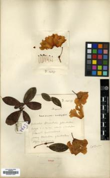Type specimen at Edinburgh (E). Forrest, George: 14271. Barcode: E00001423.
