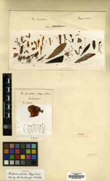 Type specimen at Edinburgh (E). Forrest, George: 14421. Barcode: E00001425.