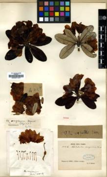 Type specimen at Edinburgh (E). Soulié, Jean: 1015. Barcode: E00001427.
