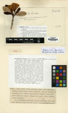 Type specimen at Edinburgh (E). Forrest, George: 16738. Barcode: E00001436.