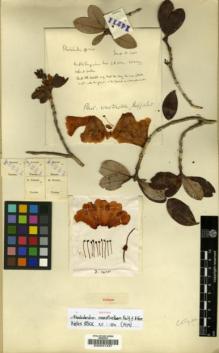 Type specimen at Edinburgh (E). Forrest, George: 14211. Barcode: E00001437.