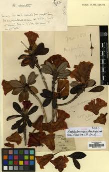 Type specimen at Edinburgh (E). Farrer, Reginald: 1671. Barcode: E00001440.