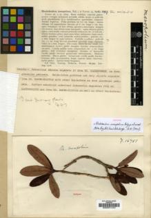 Type specimen at Edinburgh (E). Forrest, George: 16751. Barcode: E00001443.