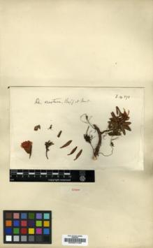 Type specimen at Edinburgh (E). Forrest, George: 14373. Barcode: E00001449.