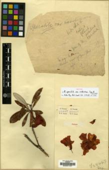 Type specimen at Edinburgh (E). Forrest, George: 25447. Barcode: E00001457.