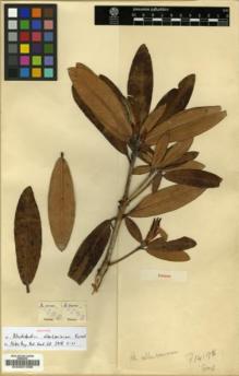 Type specimen at Edinburgh (E). Forrest, George: 14195. Barcode: E00001458.