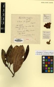 Type specimen at Edinburgh (E). Forrest, George: 13508. Barcode: E00001461.