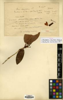 Type specimen at Edinburgh (E). Forrest, George: 10430. Barcode: E00001471.