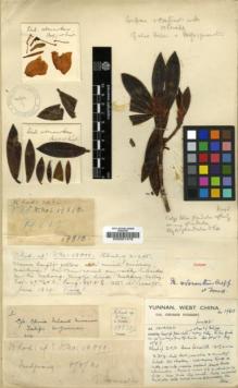 Type specimen at Edinburgh (E). Forrest, George: 19810. Barcode: E00001478.