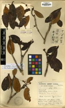 Type specimen at Edinburgh (E). Forrest, George: 25580. Barcode: E00001479.