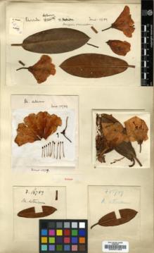 Type specimen at Edinburgh (E). Forrest, George: 13789. Barcode: E00001484.