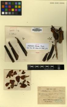 Type specimen at Edinburgh (E). Delavay, Pierre: 160. Barcode: E00001485.
