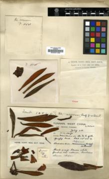 Type specimen at Edinburgh (E). Forrest, George: 10540. Barcode: E00001486.