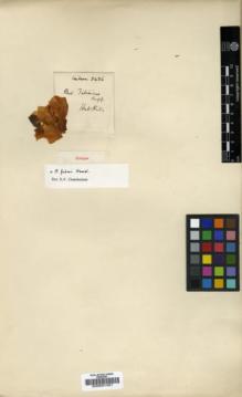 Type specimen at Edinburgh (E). Wilson, Ernest: 3436. Barcode: E00001491.