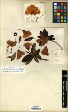 Type specimen at Edinburgh (E). Forrest, George: 14501. Barcode: E00001493.