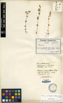 Type specimen at Edinburgh (E). Hosseus, Carl: 194. Barcode: E00001513.