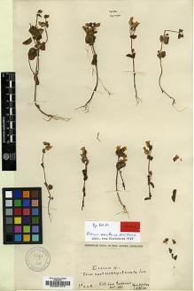 Type specimen at Edinburgh (E). Buchanan, John: 449. Barcode: E00001514.