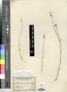Type specimen at Edinburgh (E). Baum, Hugo: 838. Barcode: E00001516.