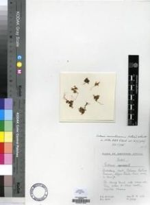 Type specimen at Edinburgh (E). Hilliard, Olive; Burtt, Brian: 9304. Barcode: E00001523.