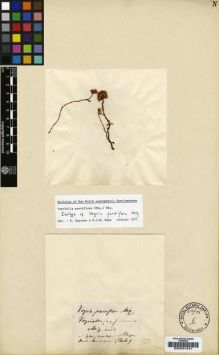 Type specimen at Edinburgh (E). Focke, Hendrick: 1317. Barcode: E00001541.