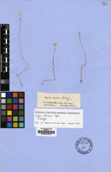 Type specimen at Edinburgh (E). Spruce, Richard: . Barcode: E00001542.