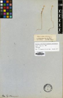 Type specimen at Edinburgh (E). Spruce, Richard: . Barcode: E00001543.