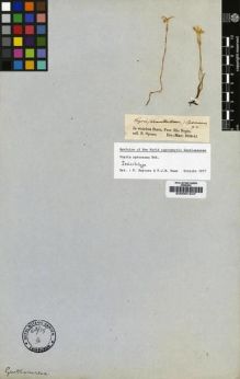 Type specimen at Edinburgh (E). Spruce, Richard: . Barcode: E00001547.