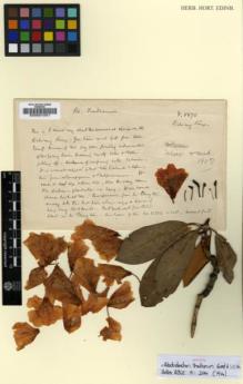 Type specimen at Edinburgh (E). Forrest, George: 5870. Barcode: E00001551.