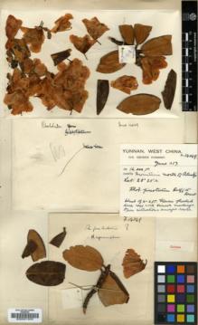 Type specimen at Edinburgh (E). Forrest, George: 14049. Barcode: E00001555.
