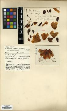 Type specimen at Edinburgh (E). Forrest, George: 23375. Barcode: E00001558.