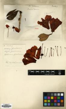 Type specimen at Edinburgh (E). Forrest, George: 15767. Barcode: E00001563.