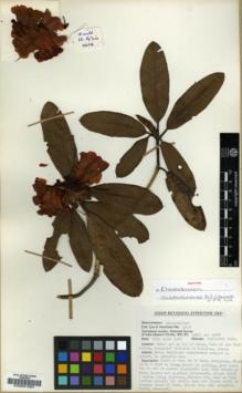 Type specimen at Edinburgh (E). Cox, Peter; Hutchison, Peter: 418A. Barcode: E00001564.